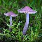 Vláknice zemní fialová - Inocybe geophylla var. lilacina