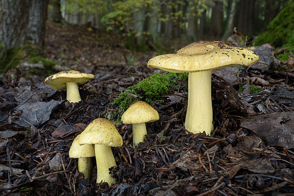 Čirůvka osiková - Tricholoma frondosae