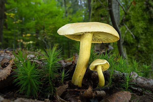 Čirůvka sírožlutá - Tricholoma sulphureum