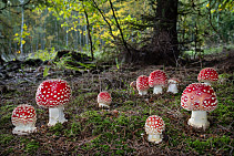 Muchomůrka červená - Amanita muscaria