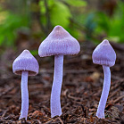 Vláknice zemní fialová - Inocybe geophylla var. lilacina