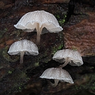 Helmovka koromilná - Mycena pseudocorticola